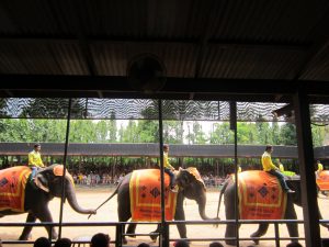 The cute Elephant Show