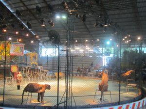 The wildy Tiger Show