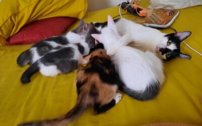 Pengalaman Pakai Jasa Ancom buat Cari Kucing Hilang